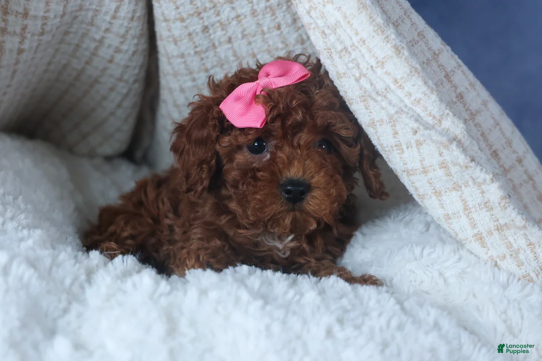 Cavapoo dogs for sale: FANNIE - Ad 8