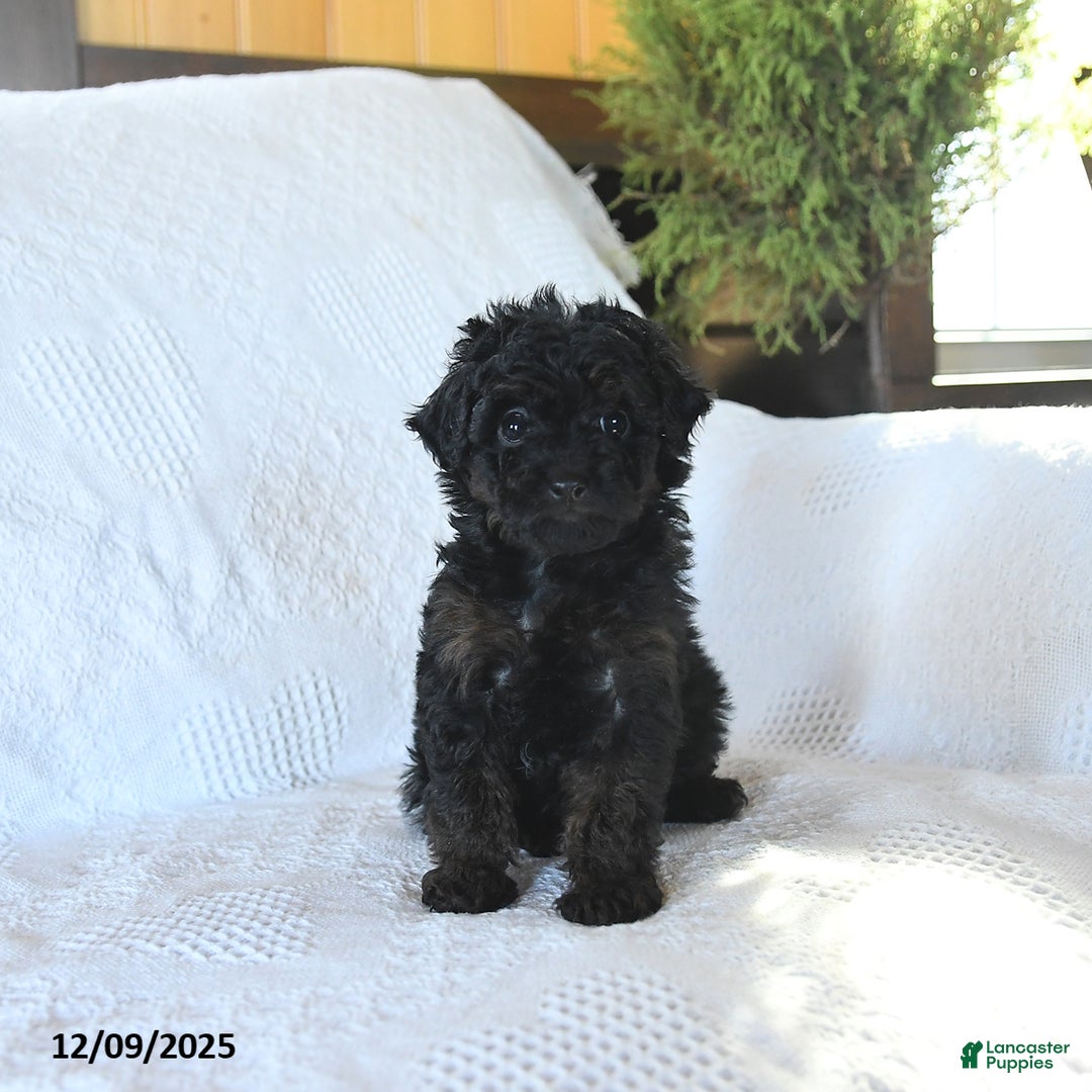 Miniature Poodle dogs for sale: Paris - Ad 3