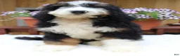 Bernedoodle dogs for sale: Matteo - Ad 3