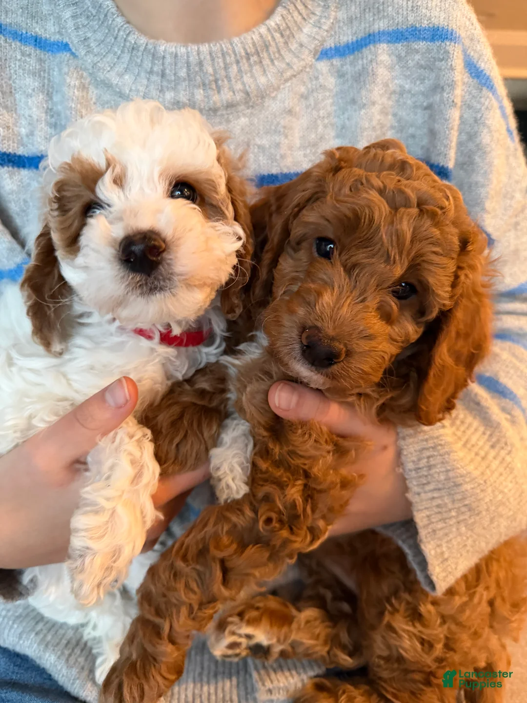 Mini Goldendoodle dogs for sale: Cocoa - Ad 5