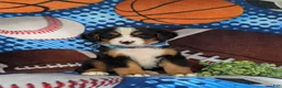 Bernese Mountain Dog dogs for sale: Brody - Ad 3