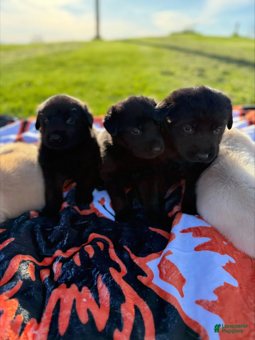 Sheprador dogs for sale: Bunny - Ad 2