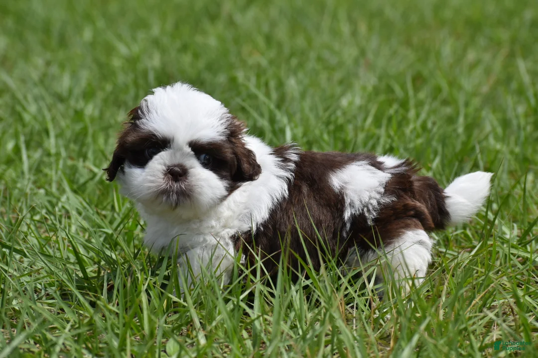 Shih Tzu dogs for sale: Shih Tzu Puppy 1 - Ad 6