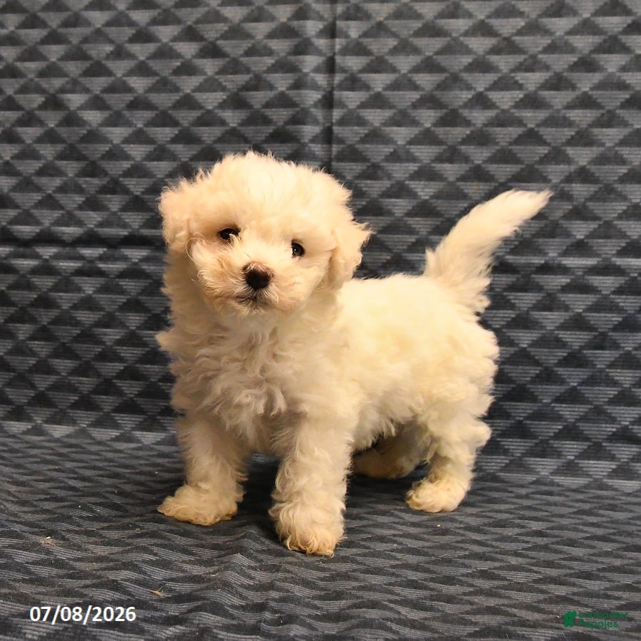 Bichon Frise dogs Isaac - Ad 1