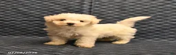 Bichon Frise dogs for sale: Isaac - Ad 1