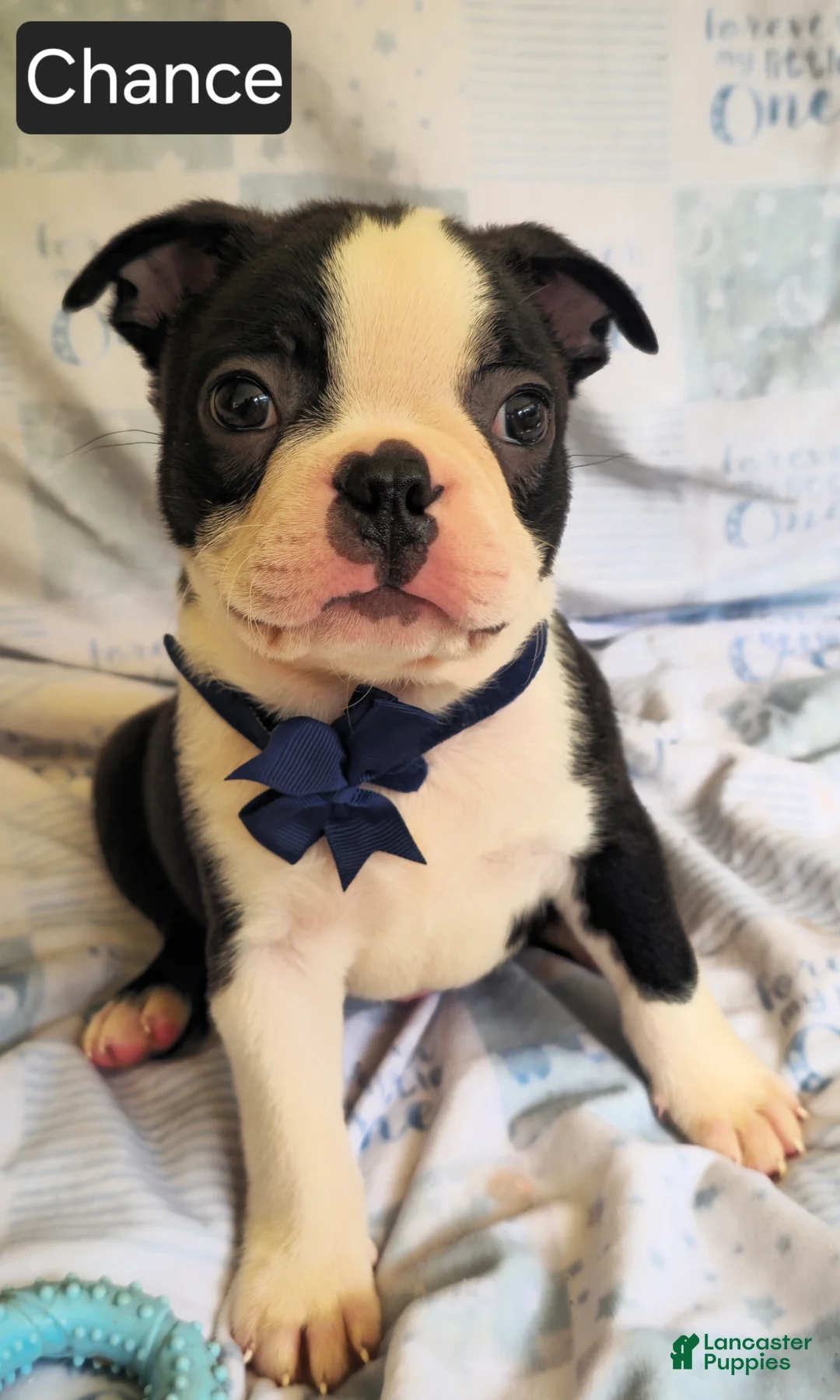Boston Terrier dogs for sale: Chance - Ad 1