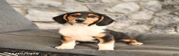 Mixed Breed dogs for sale: Benny - Ad 2
