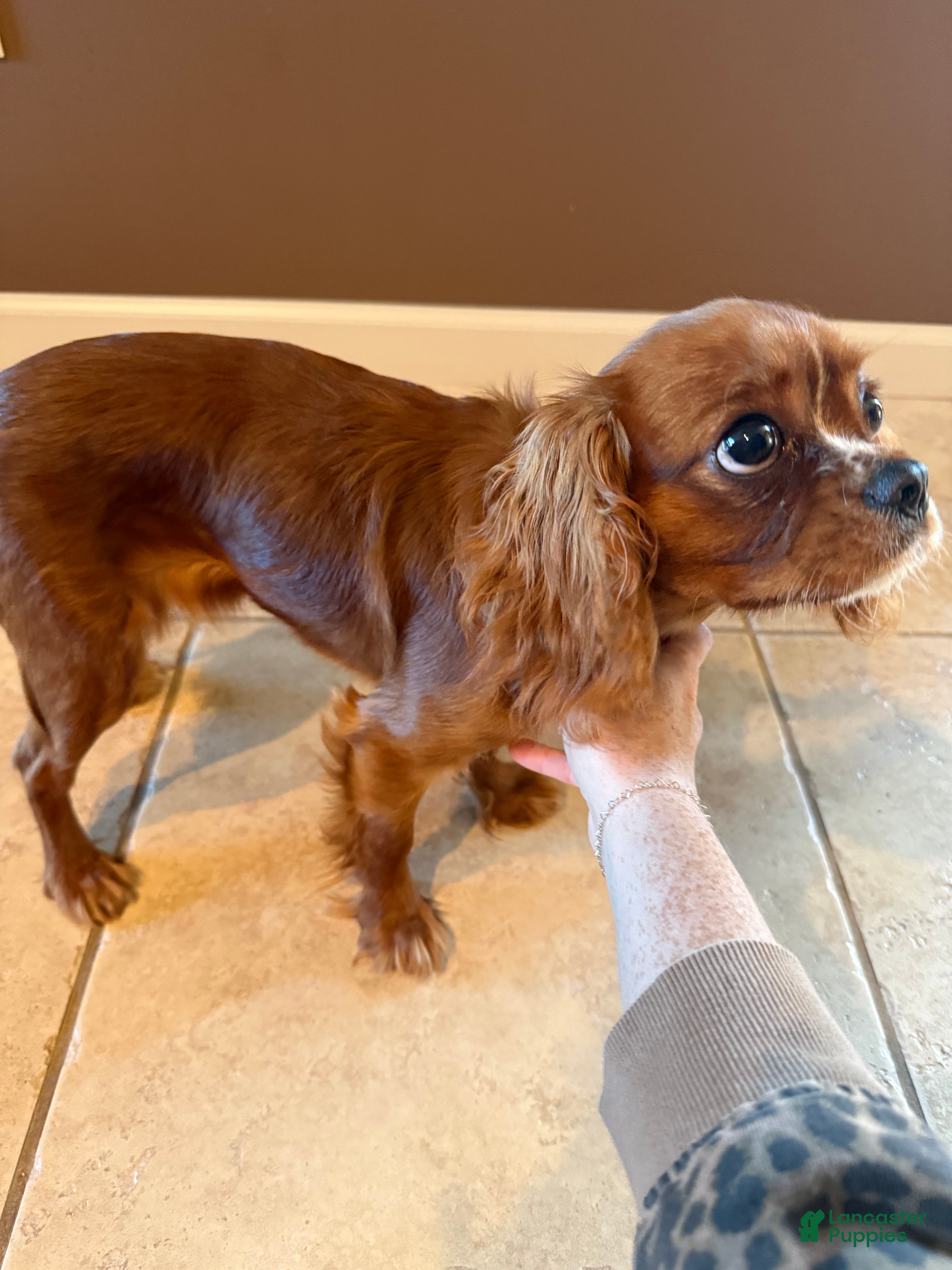 Cavalier King Charles Spaniel dogs Cavalier King Charles Spaniel 1 - Ad 27