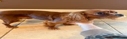 Cavalier King Charles Spaniel dogs for sale: Cavalier King Charles Spaniel 1 - Ad 1