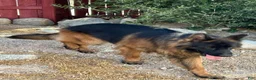 German Shepherd dogs for sale: German Shepherd 1 - Ad 5