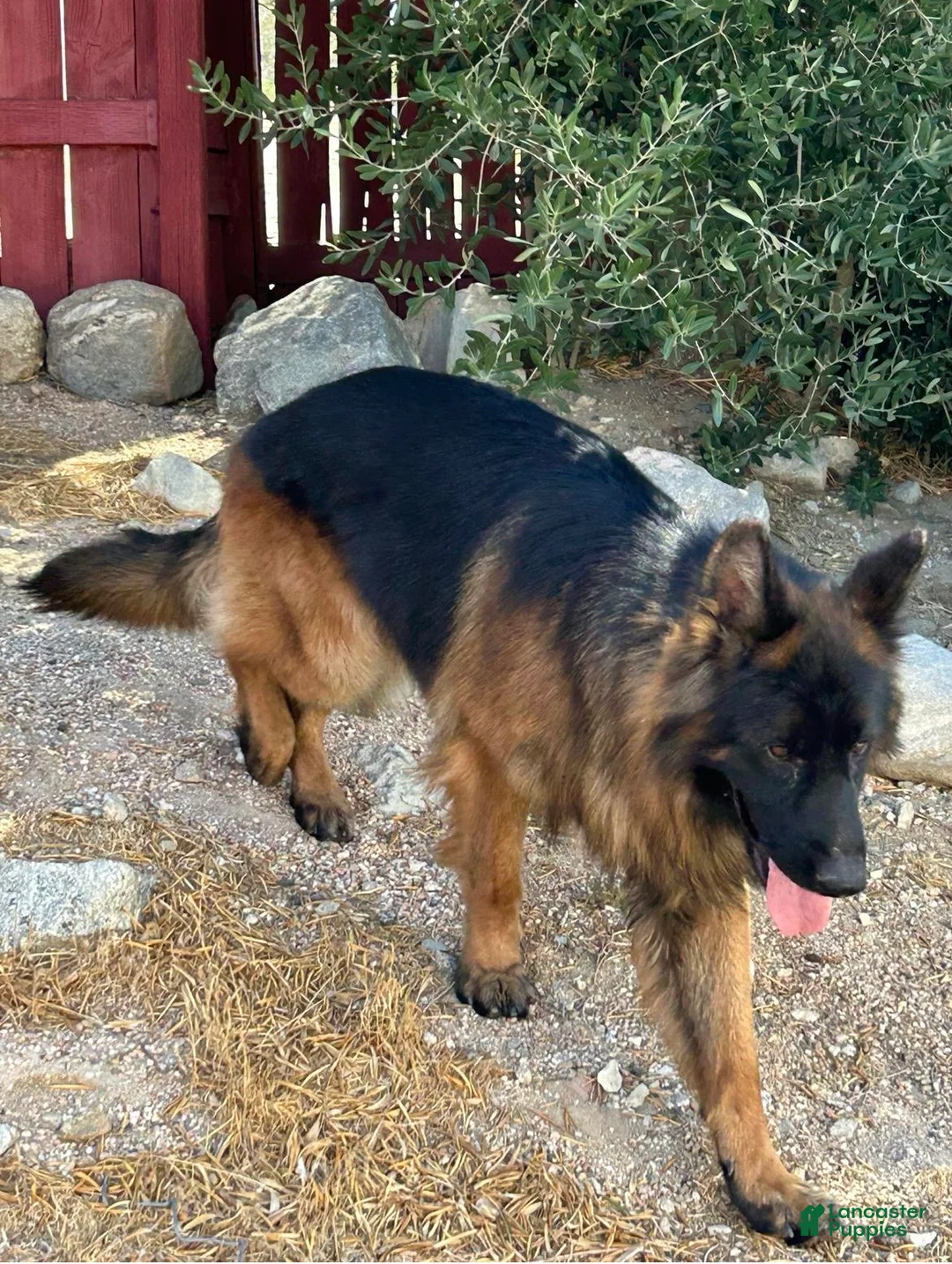 German Shepherd dogs for sale: German Shepherd 1 - Ad 5