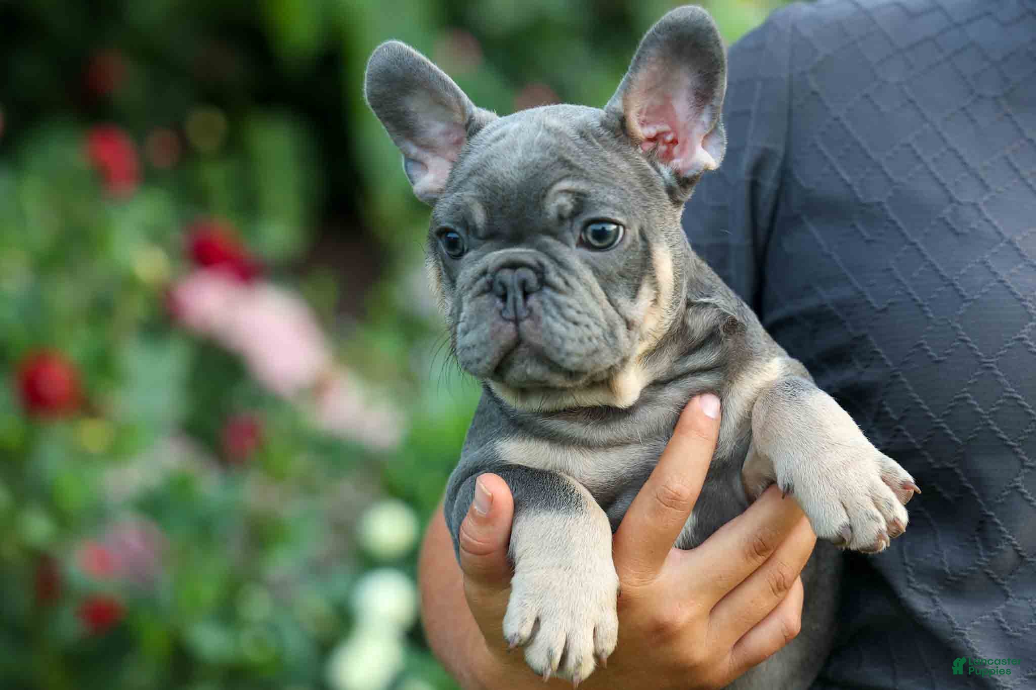 French Bulldog dogs 🐾 Mateo - Ad 1