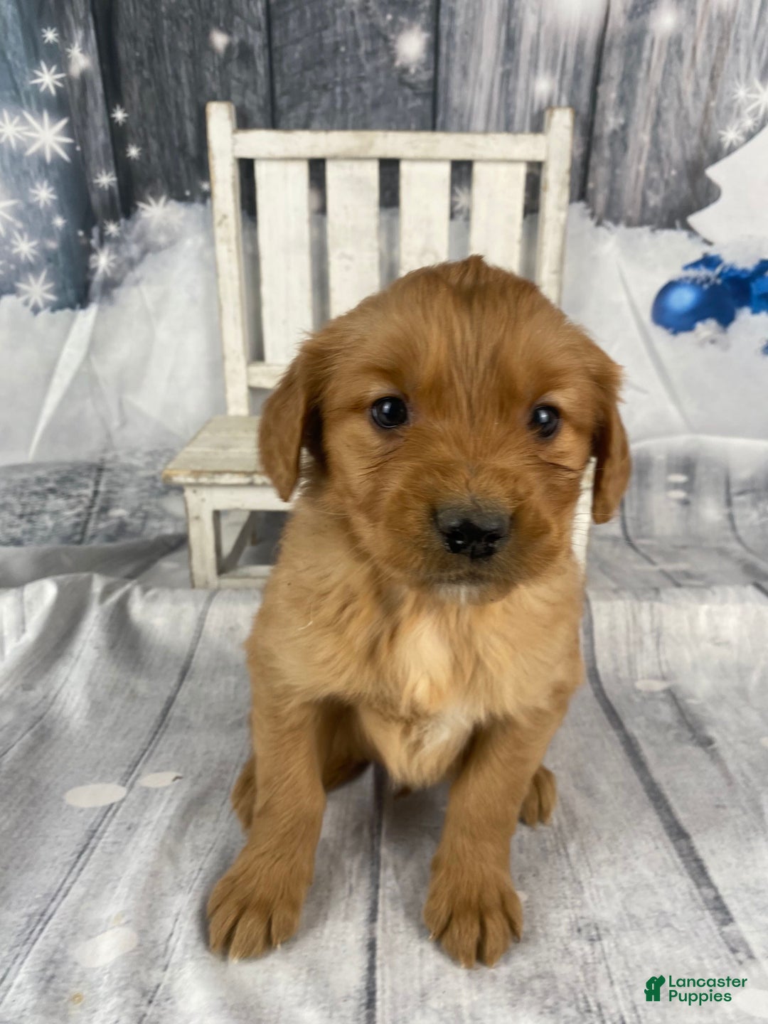 Golden Retriever dogs for sale: Bobby - Ad 2