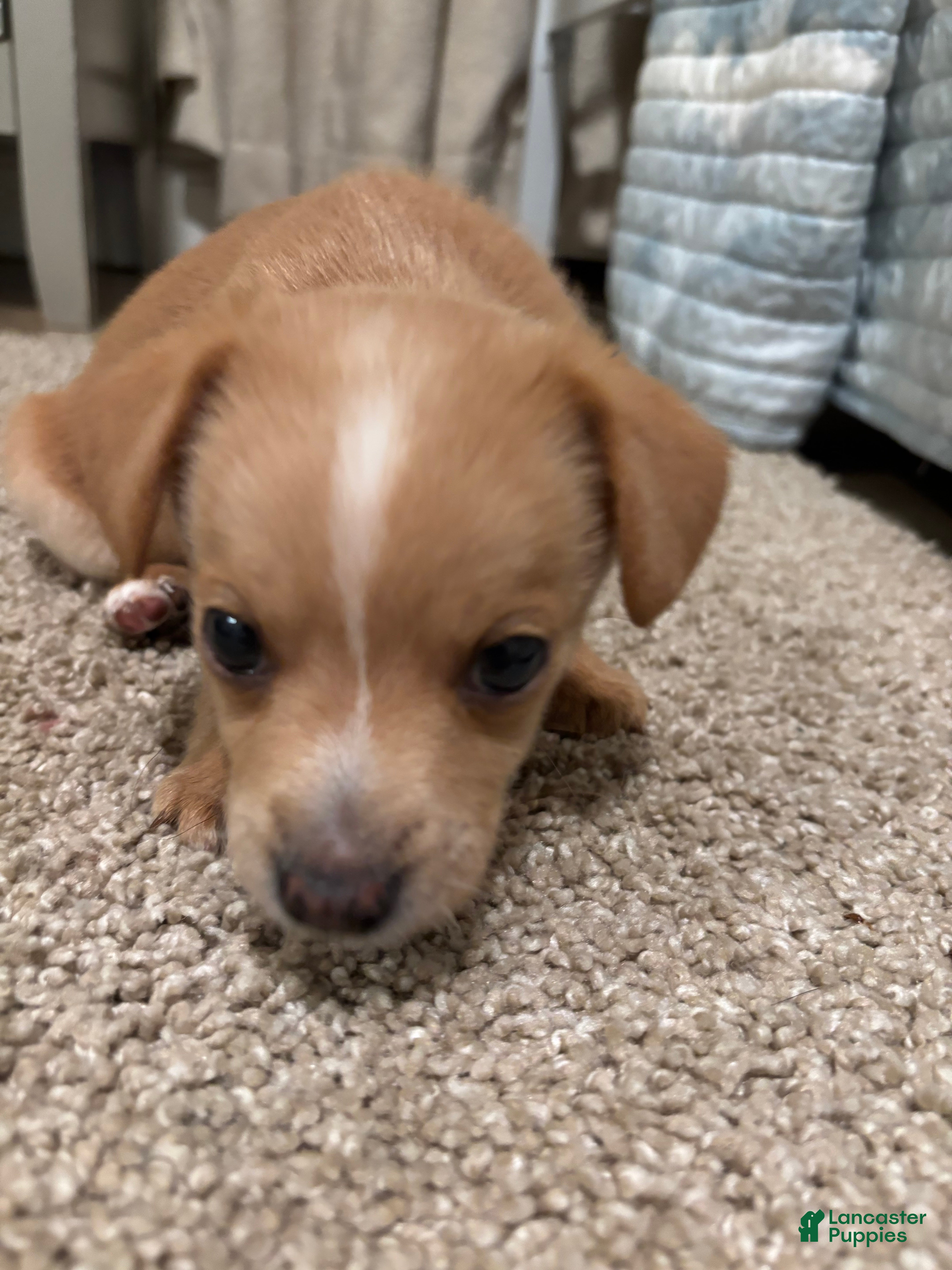 Mixed Breed dogs Terry - Ad 2