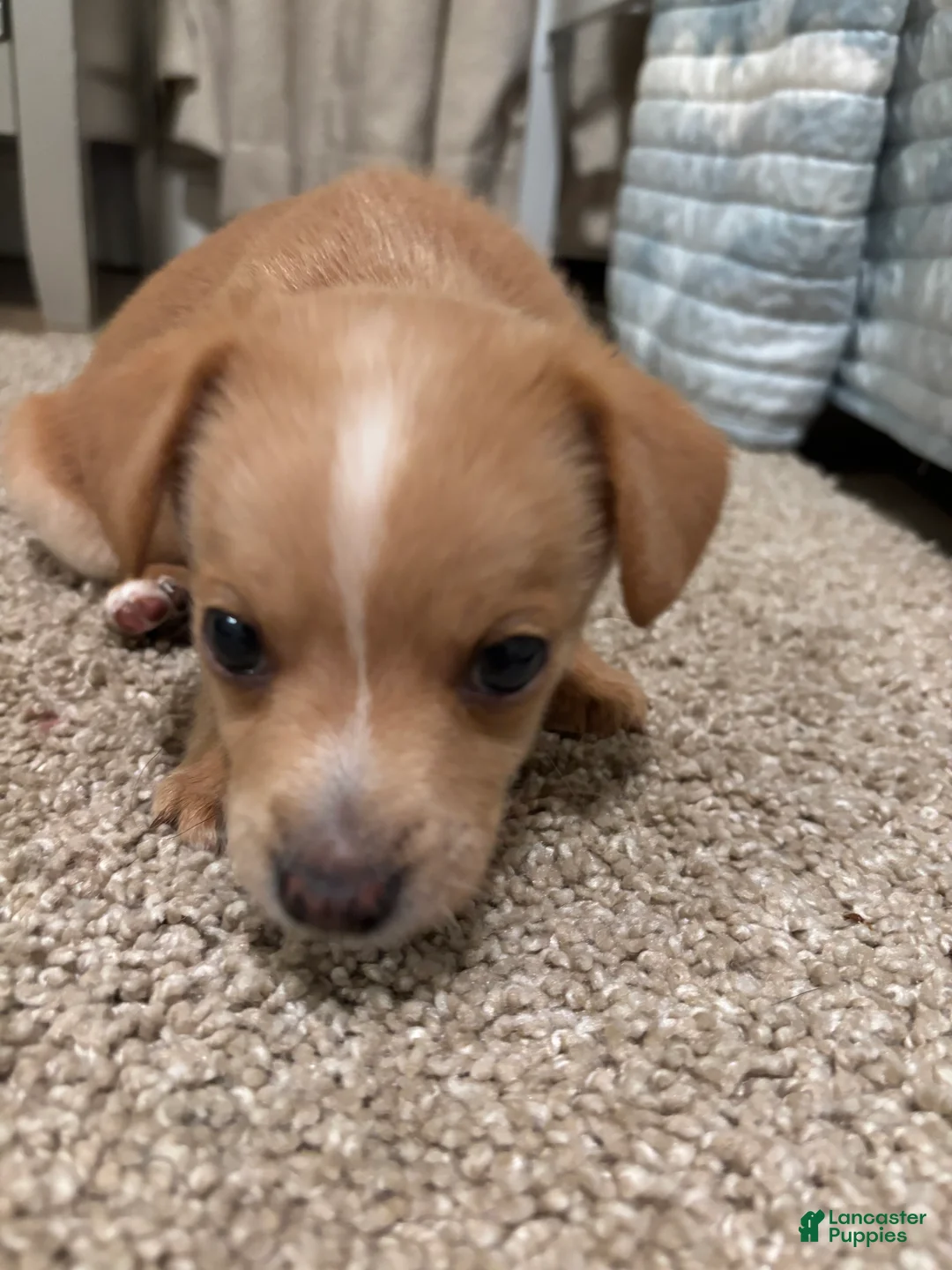 Mixed Breed dogs for sale: Terry - Ad 1