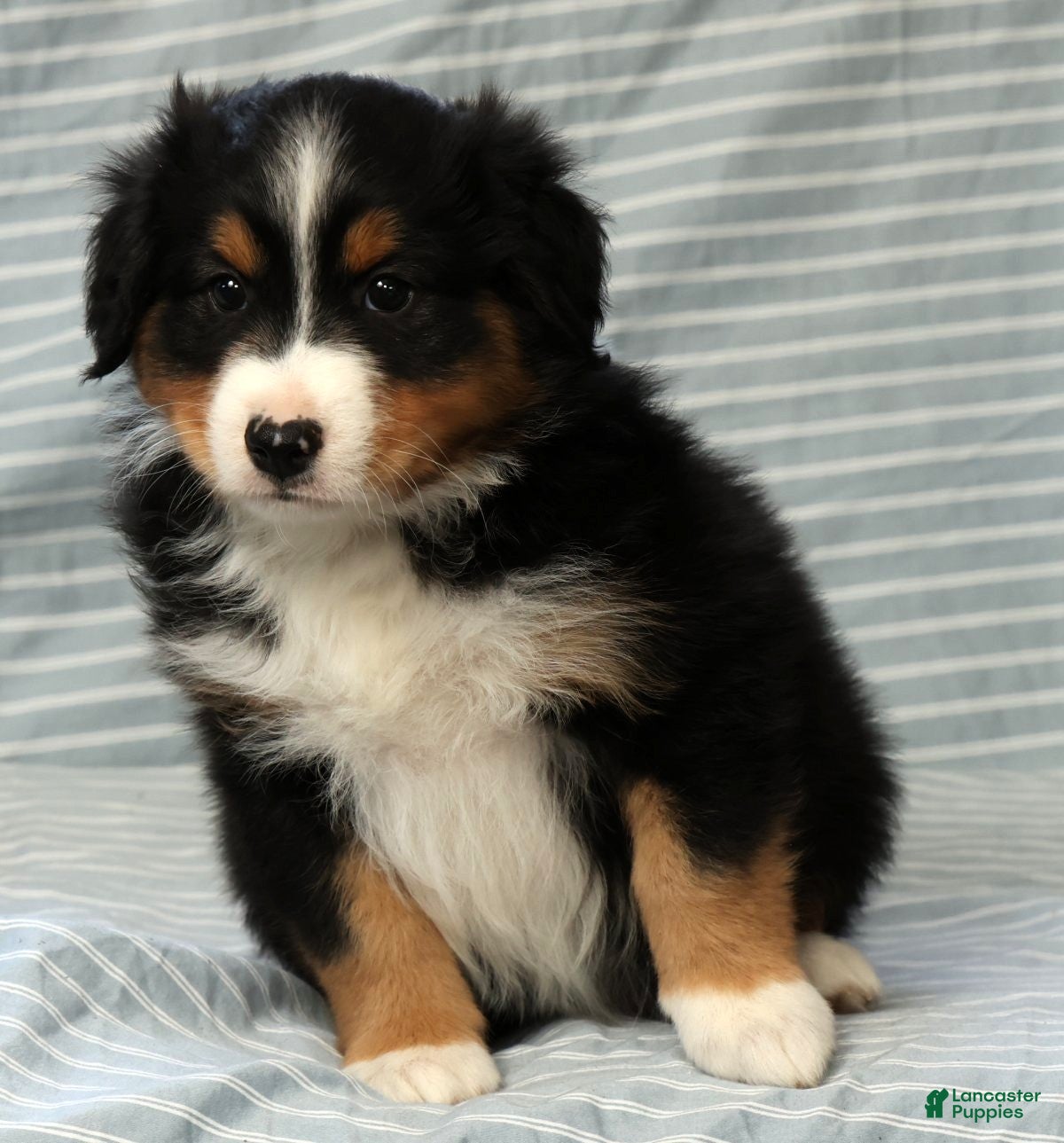 Australian Shepherd dogs for sale: Milo - Ad 3