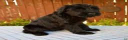 Giant Schnauzer dogs for sale: Olivia - Ad 6