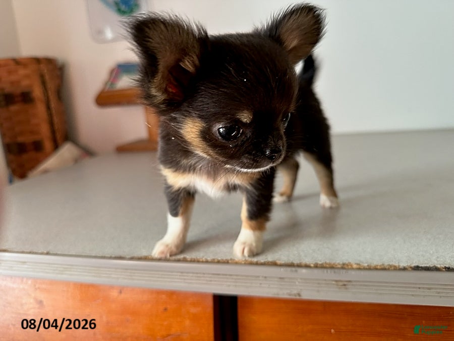 Chihuahua dogs Diana - Ad 2