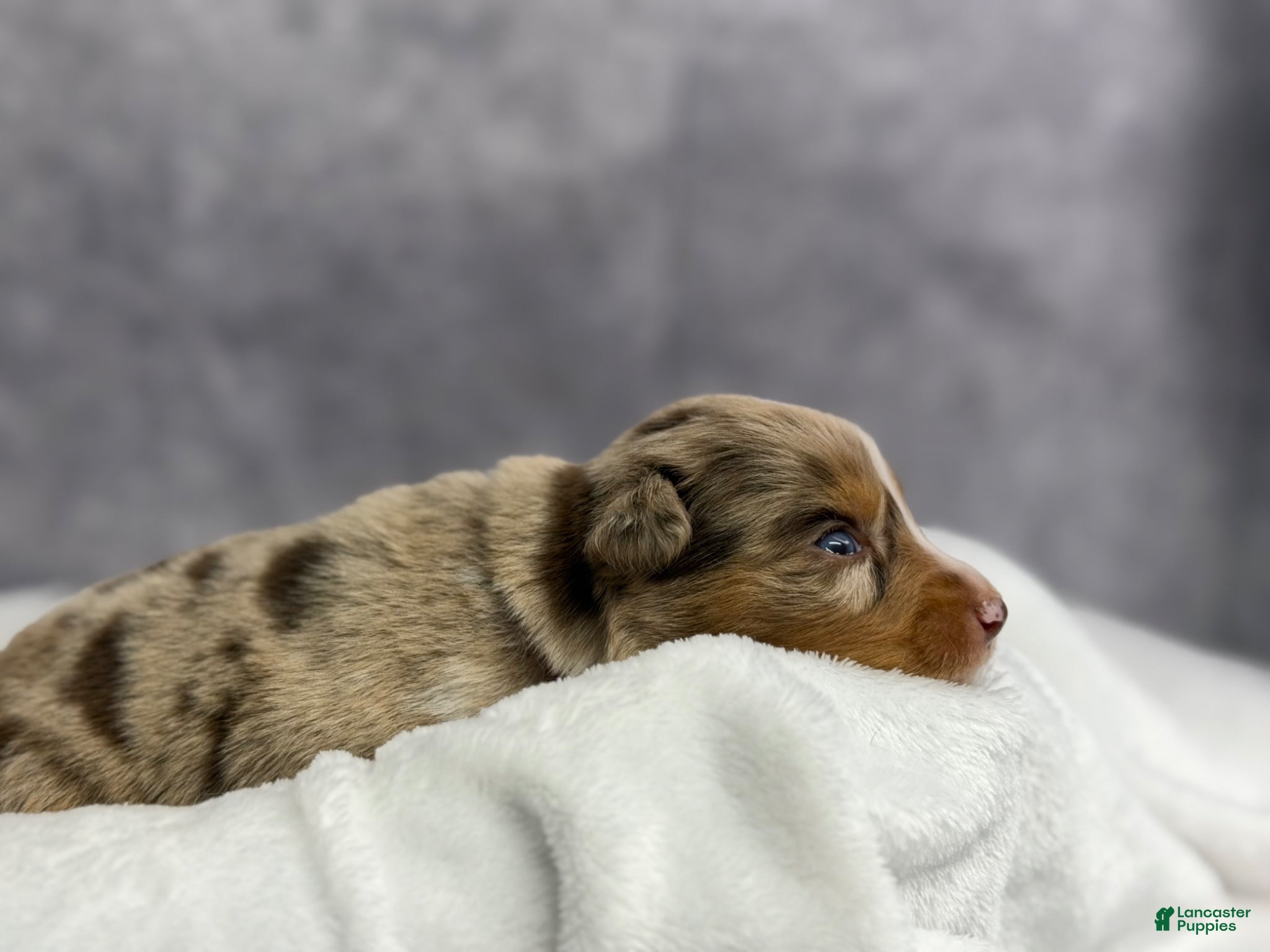 Australian Shepherd dogs Australian Shepherd Puppy 6 - Ad 31