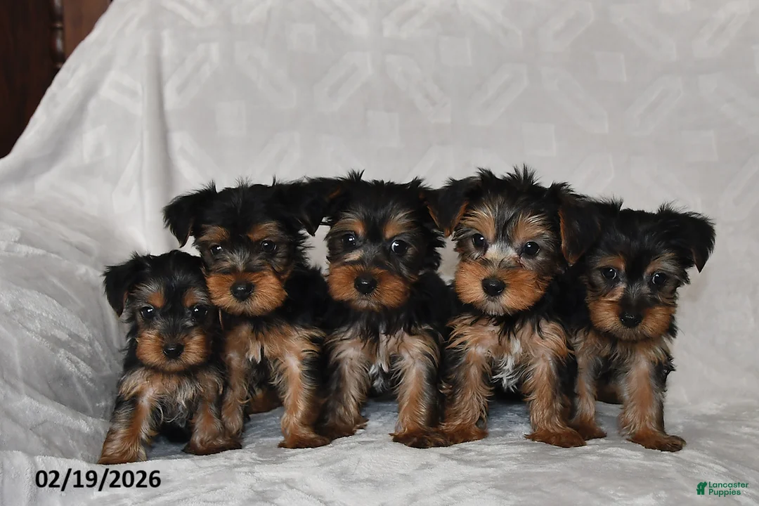 Yorkshire Terrier dogs for sale: Aspen - Ad 5