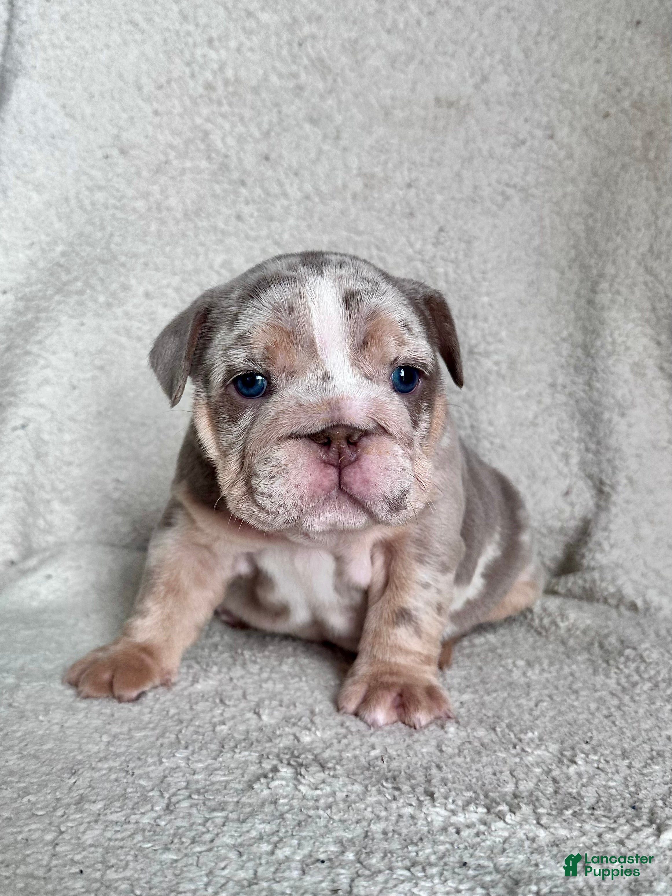English Bulldog dogs Greta - Ad 40