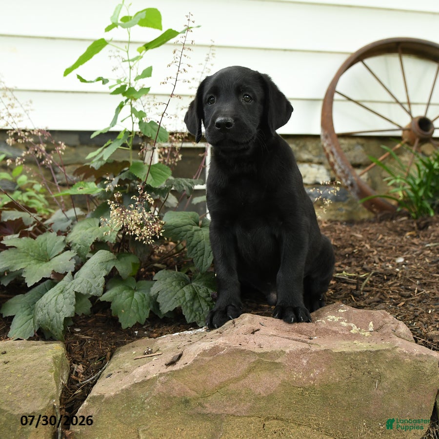 Labrador Retriever dogs Ranger - Ad 2