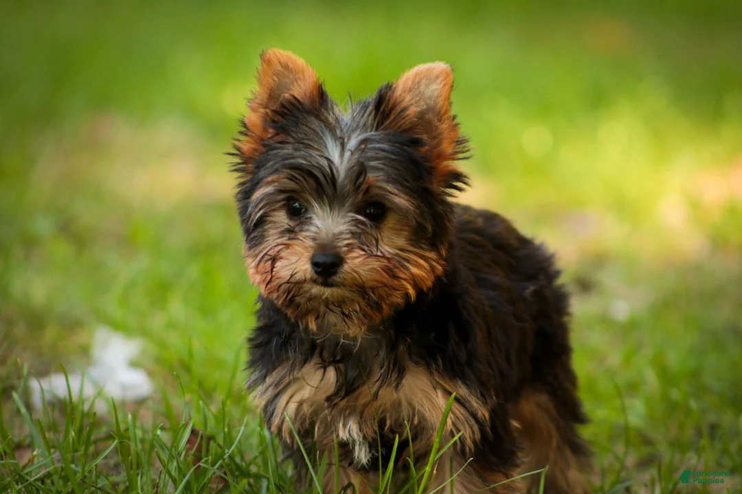 Yorkshire Terrier dogs for sale: Stephan Yorkshire Terrier  - Ad 2