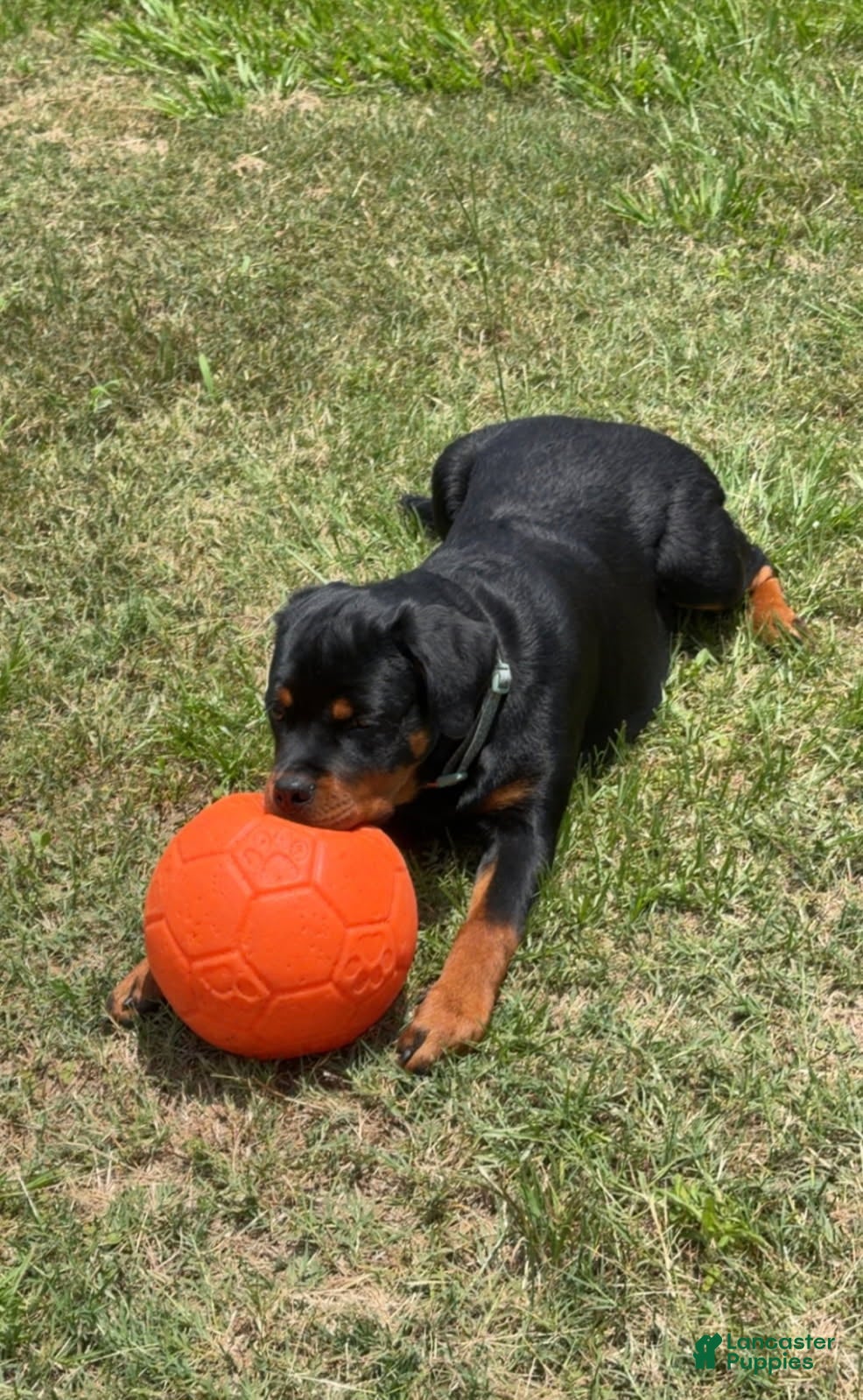Rottweiler dogs Rottweiler Female - Ad 2