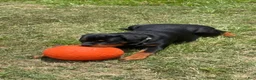 Rottweiler dogs for sale: Rottweiler Female - Ad 2