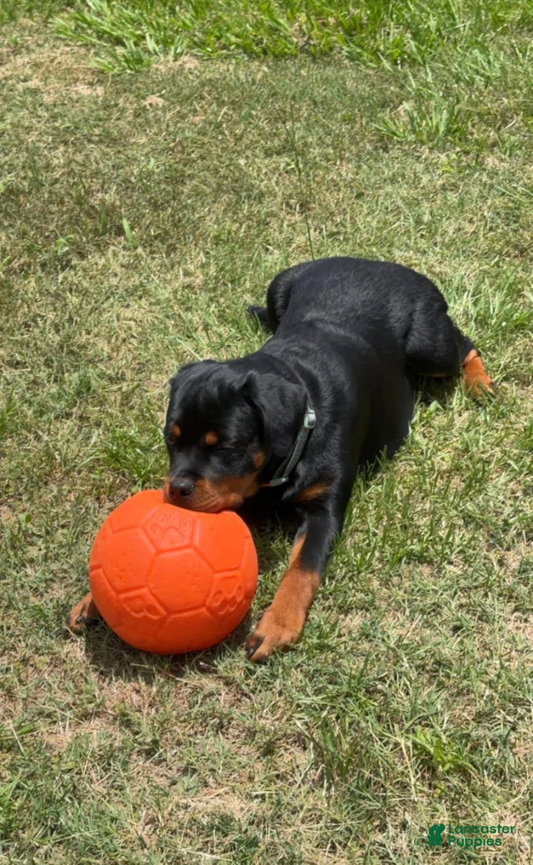 Rottweiler dogs for sale: Rottweiler Female - Ad 2