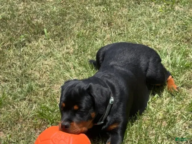 Rottweiler dogs Rottweiler Female - Ad 2