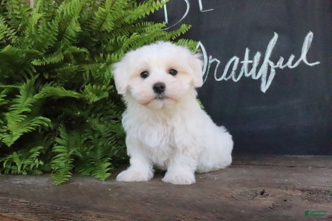 Maltese dogs Ashley - Ad 1