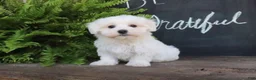 Maltese dogs for sale: Ashley - Ad 1
