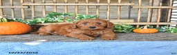 Mini Goldendoodle dogs for sale: Boaz - Ad 3