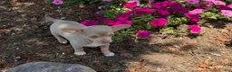 Chihuahua dogs for sale: Lacy - Ad 6