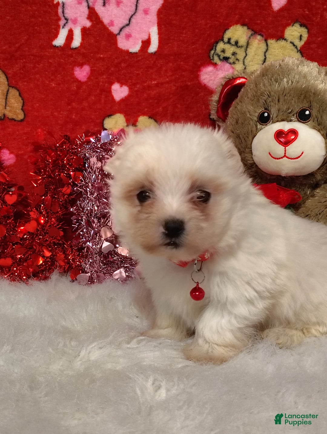 Maltese dogs for sale: Bert - red - Ad 6