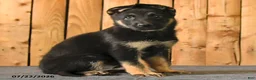 German Shepherd dogs for sale: Felicity - Ad 4