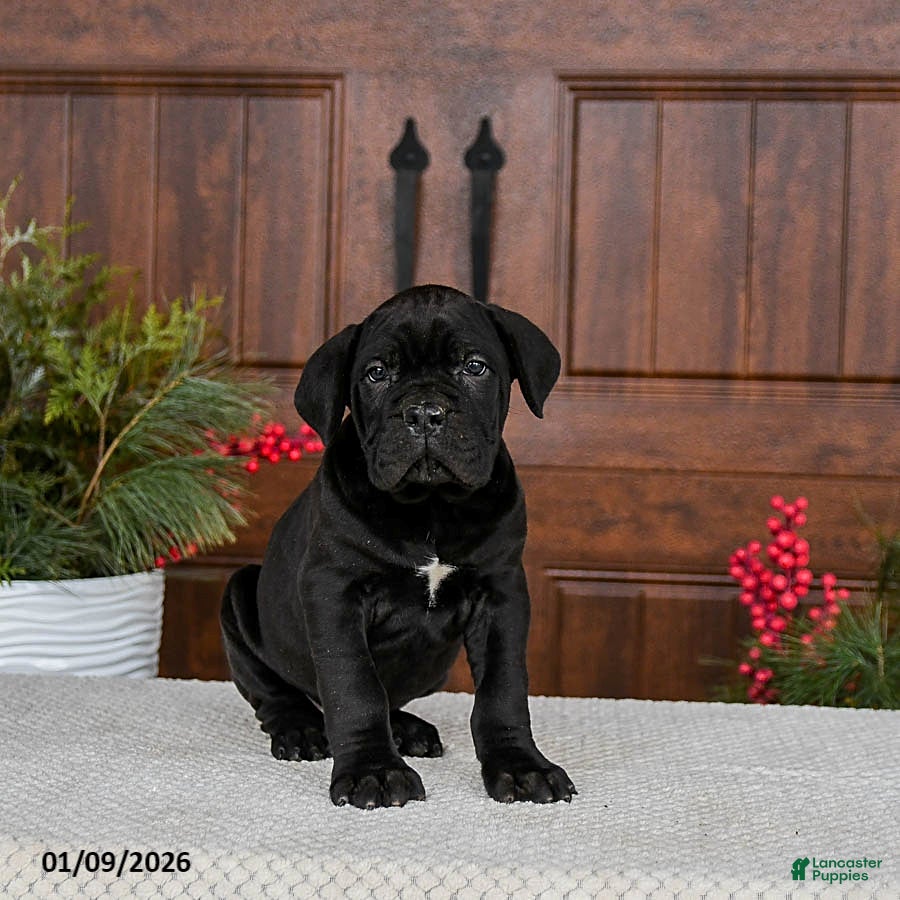 Cane Corso dogs Toby - Ad 1