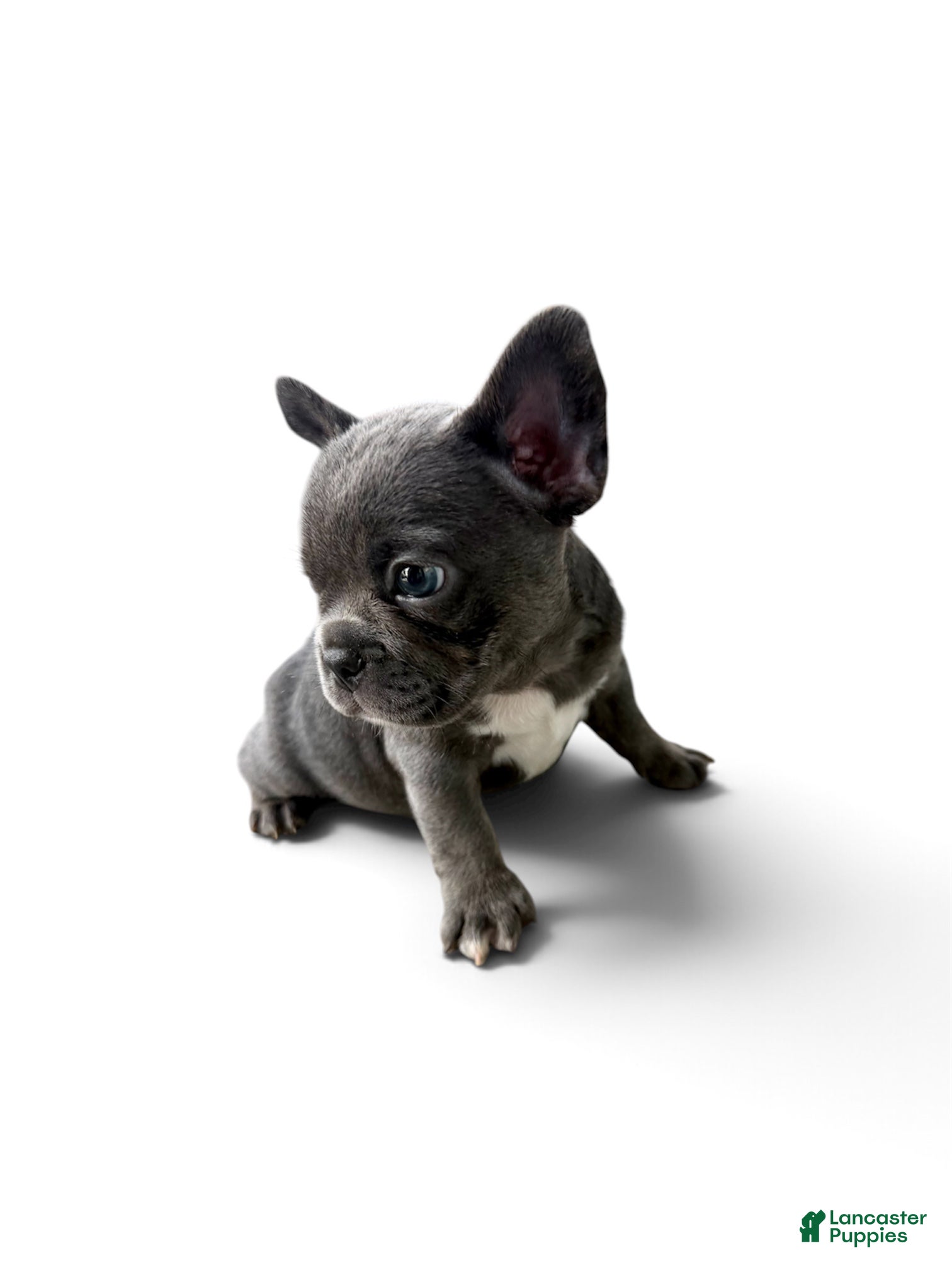French Bulldog dogs French Bulldog 2 - Ad 2