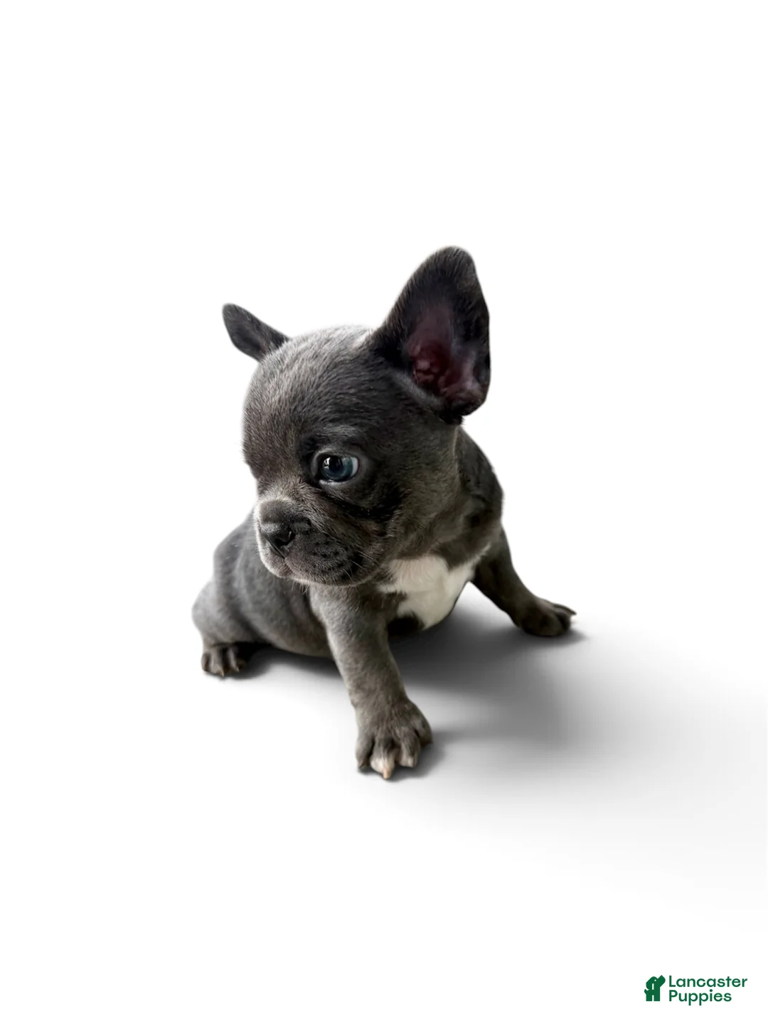 French Bulldog dogs for sale: French Bulldog 2 - Ad 2