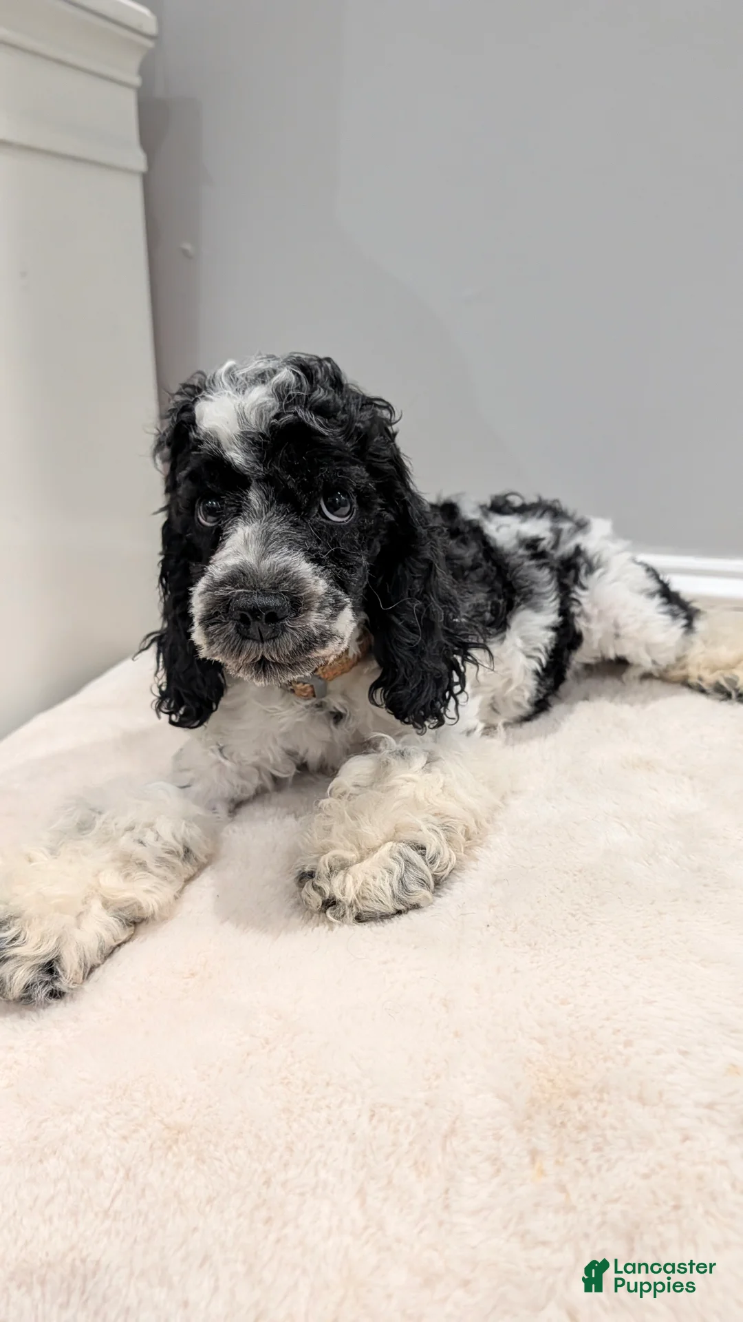 Cockapoo dogs for sale: Lucky (F2b) - Ad 1