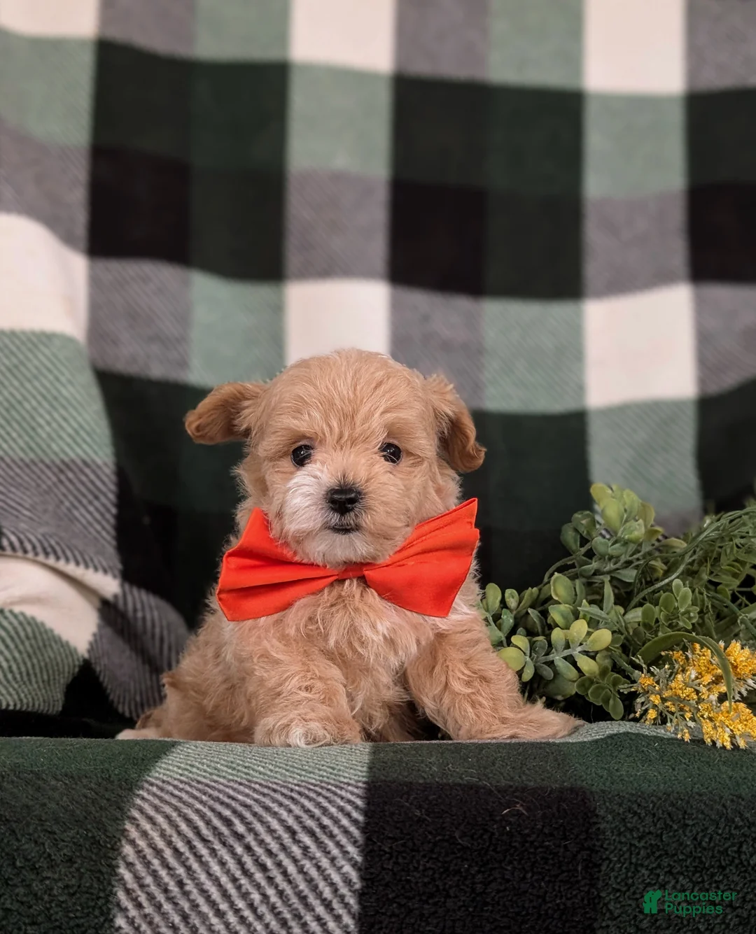 Maltipoo dogs for sale: Fleming 5 lbs Full Grown - Ad 1