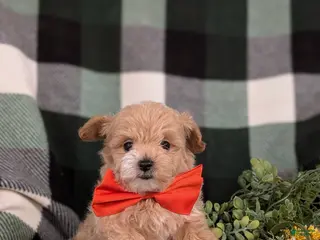 Maltipoo dogs for sale: Fleming 5 lbs Full Grown - Ad 2