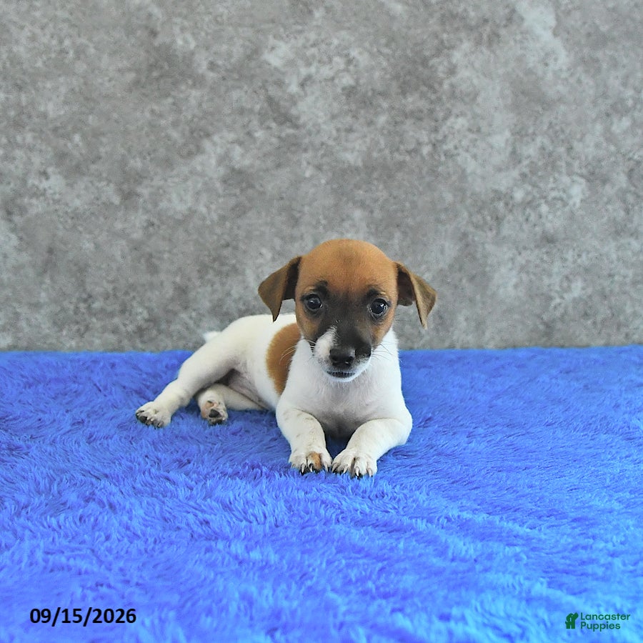 Jack Russell Terrier dogs Lillie - Ad 2