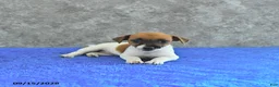 Jack Russell Terrier dogs for sale: Lillie - Ad 2