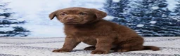 Labrador Retriever dogs for sale: Rocky - Ad 6