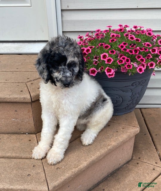 Standard Poodle dogs Tess- genetic clear - Ad 2