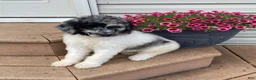 Standard Poodle dogs for sale: Tess- genetic clear - Ad 2