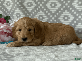 Goldendoodle dogs for sale: Birch - Ad 2