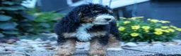 Mini Bernedoodle dogs for sale: Yandel 🦴 - Ad 11